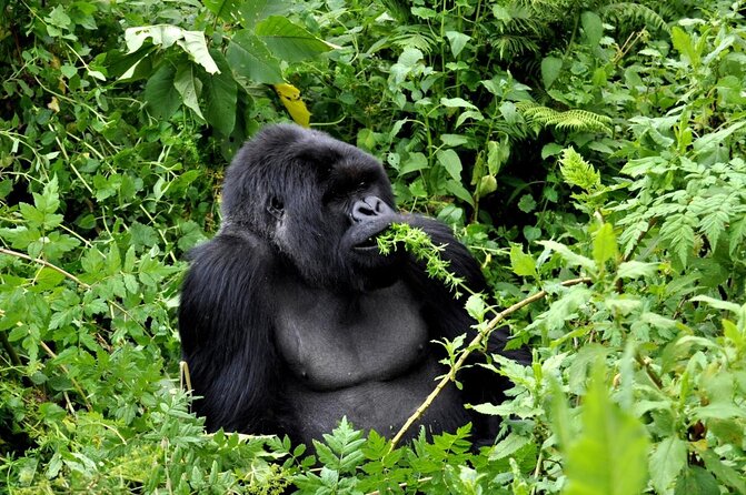 1 Day Rwanda Gorilla Trekking Tour In The Volcanoes National Park - Key points to know before you book