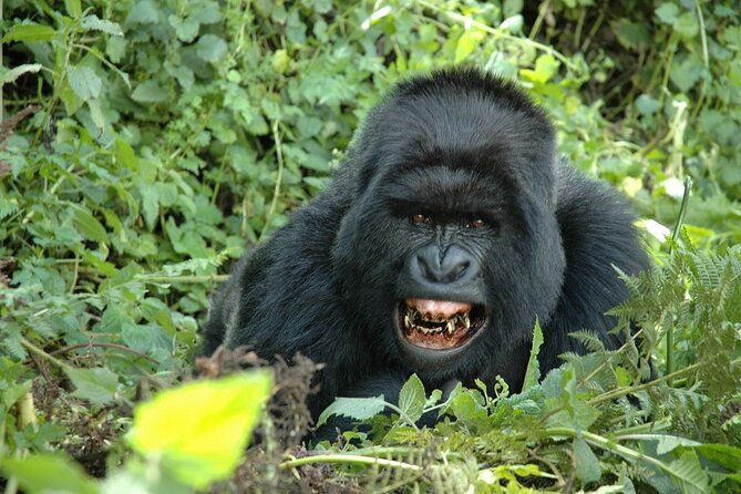 1 Day Rwanda Gorilla Trekking Tour In The Volcanoes National Park - Kinigi briefing and the start of the trek