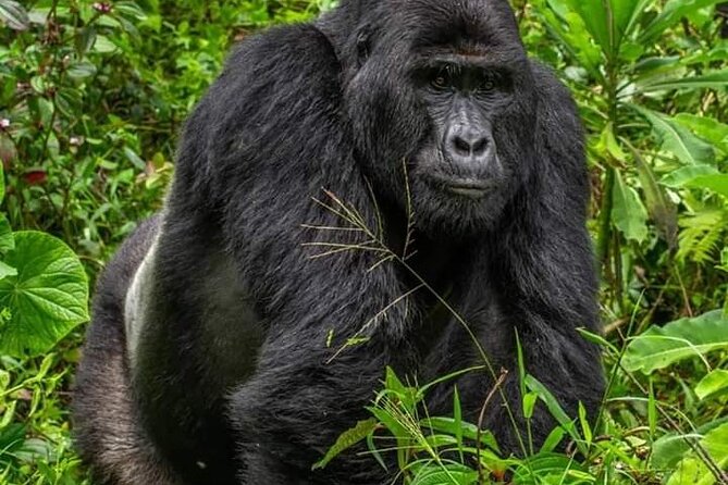 1 Day Rwanda Gorilla Trekking Tour In The Volcanoes National Park - The private driver-guide advantage
