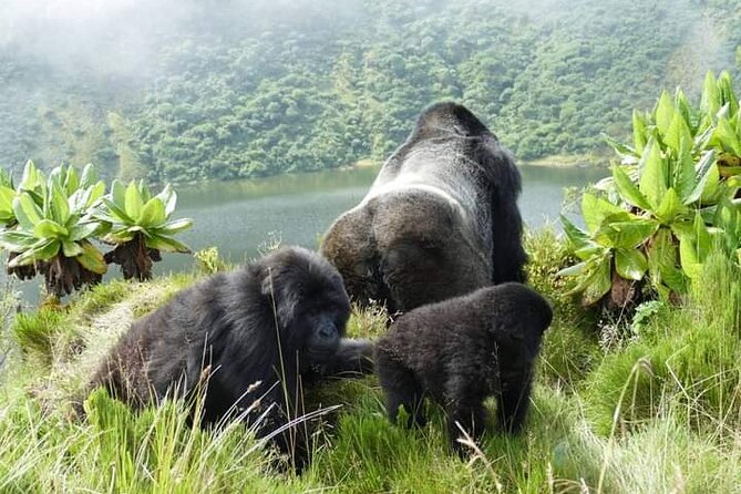 1 Day Rwanda Gorilla Trekking Tour In The Volcanoes National Park - The drive through Rwanda’s northern hills