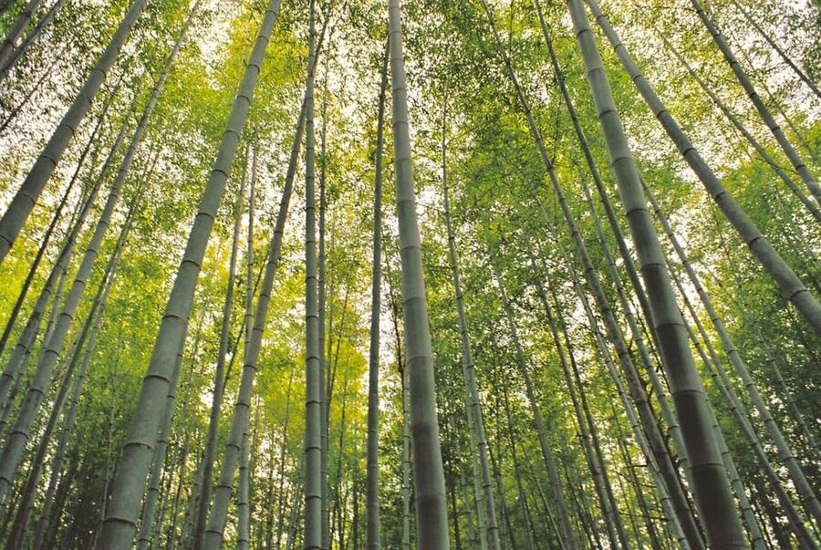 1-Day Tour from Nagoya: Hiking the Historic Nakasendo Trail - Magome-juku, a lively finish to the walk
