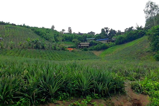 1 Day Trekking Group Tour With Bamboo Cooking / Chiang Rai - Cooking lunch in bamboo over an open fire