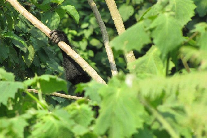 2 Day Gorilla Trekking Safari in Uganda via Kigali - Why this Kigali to Bwindi route makes sense
