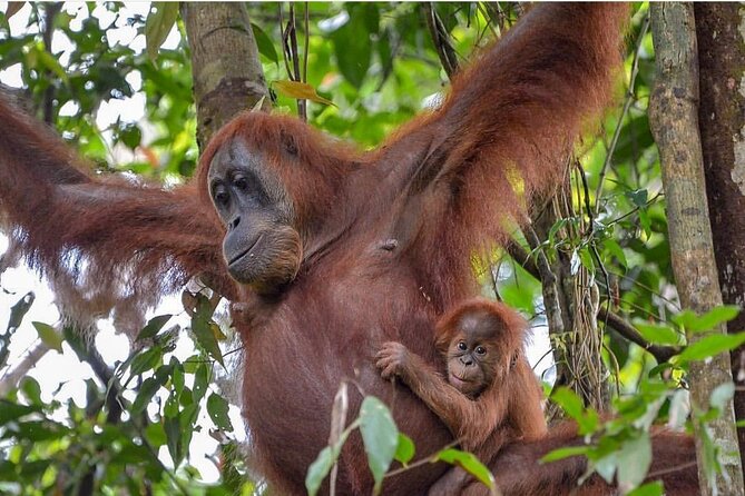 2 Days 1 Night Ethical Jungle Trekking - What $207.79 buys you
