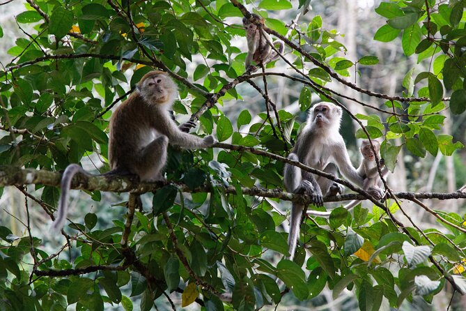 2 Days 1 Night Ethical Jungle Trekking - Should you book it?