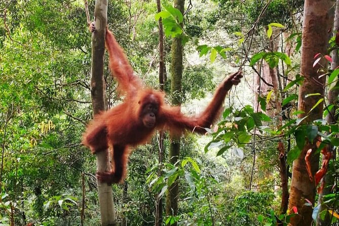 2 Days 1 Night Ethical Jungle Trekking - Food, camp, and the practical side of one jungle night