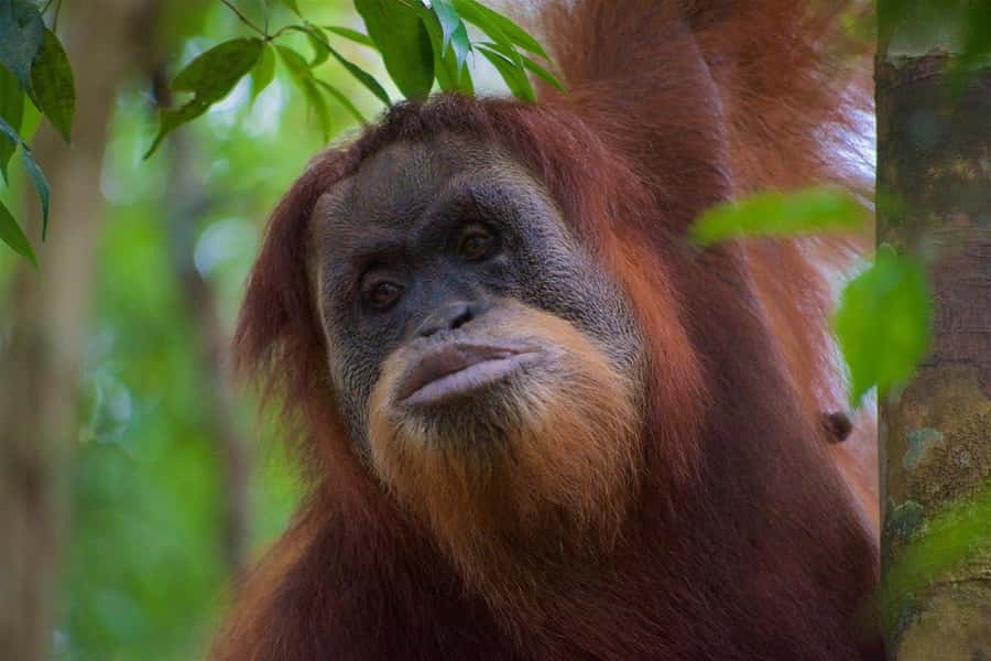 2 Days 1 Night Orangutan Trek Bukit Lawang - A full first day in Gunung Leuser National Park
