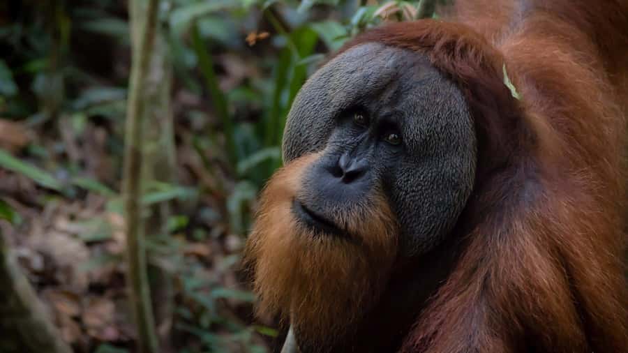 2 Days 1 Night Orangutan Trek Bukit Lawang - Looking for Sumatran orangutans and other wildlife