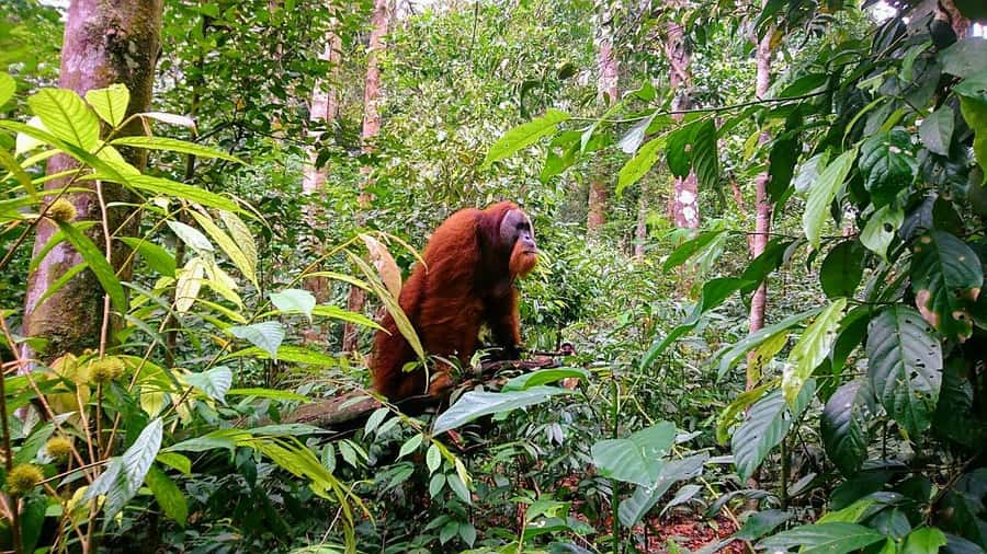 2 Days 1 Night Orangutan Trek Bukit Lawang - Dinner, local flavors, and a night in the jungle