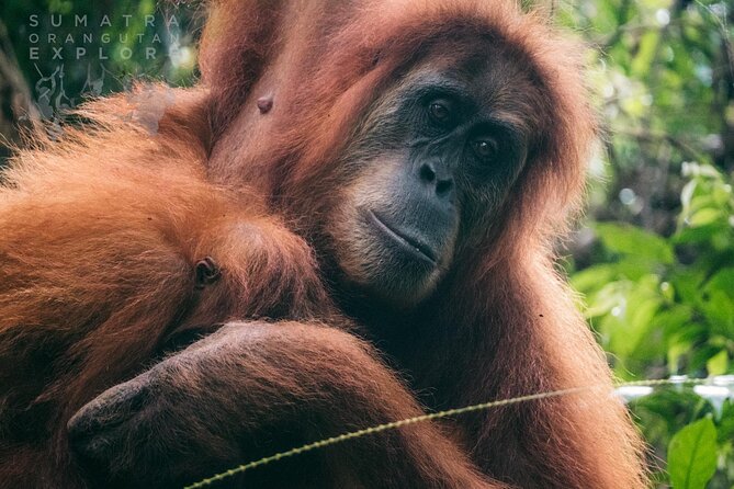 2 Days and 1 Night Ethical Jungle Trek - Key points to know before you book