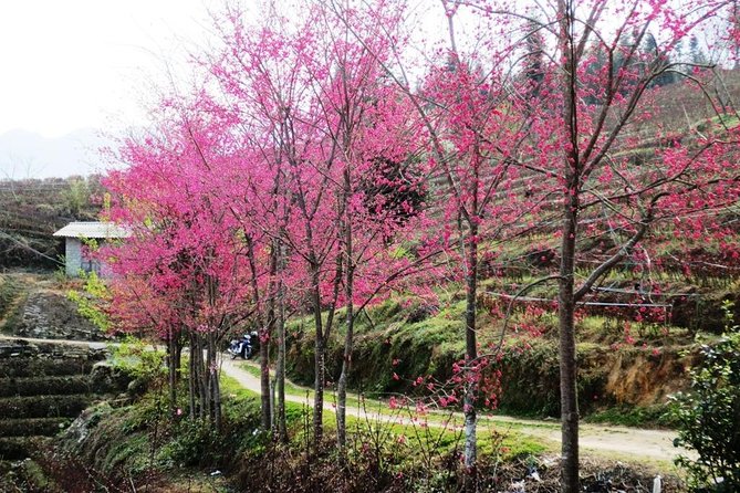 2 Days Sapa Trekking In Cat Cat And Ta Van Village From Hanoi - Is $94.88 good value?