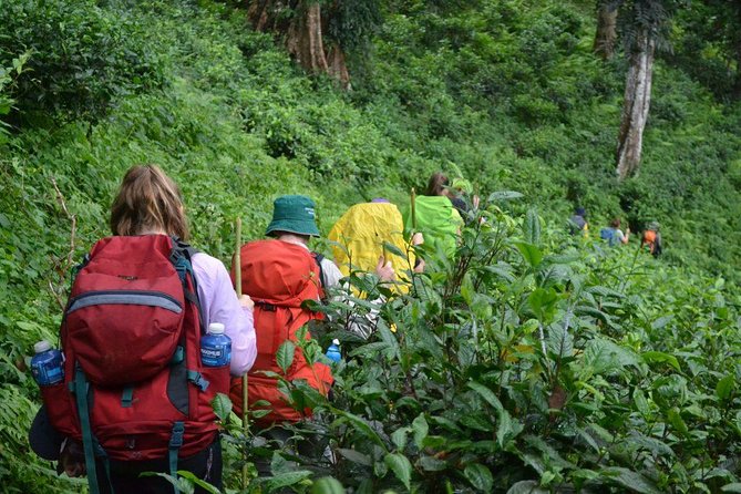 3-Day Chiang Dao Mountain Trek - Day 1: Market ingredients, village paths, and the first homestay