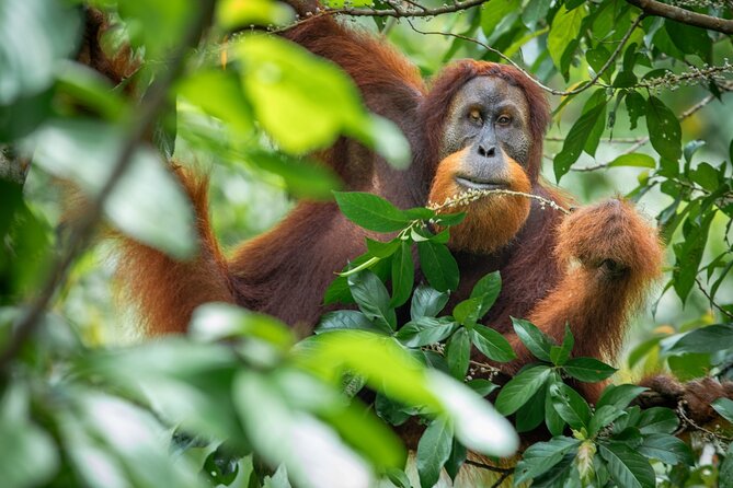 3-Day Ethical Orangutan Jungle Trek | Bukit Lawang, Sumatra - Why three days makes a difference in Gunung Leuser