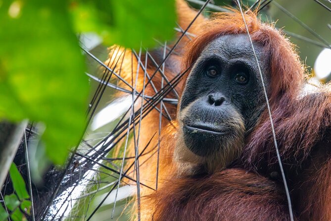 3-Day Ethical Orangutan Jungle Trek | Bukit Lawang, Sumatra - Is $205.37 a fair price?