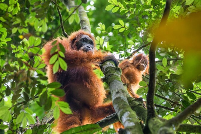 3-Day Ethical Orangutan Jungle Trek | Bukit Lawang, Sumatra - What the strong rating tells you, and what it does not