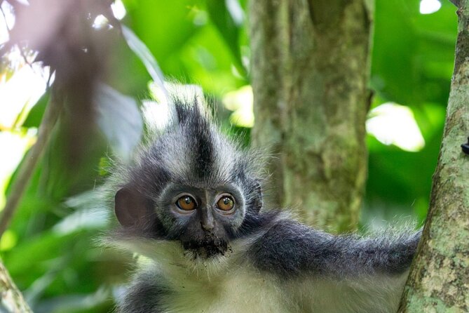 3-Day Ethical Orangutan Jungle Trek | Bukit Lawang, Sumatra - Two jungle camps and very simple nights