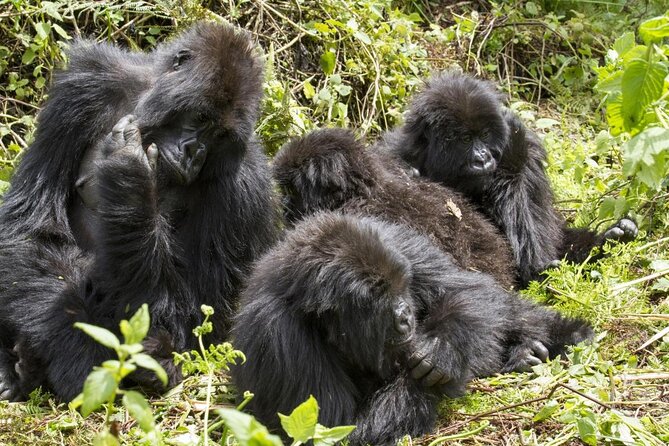 3 Day Gorilla Trek at Bwindi National Park via Kigali - Key points to know before booking