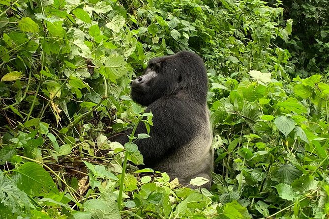 3 Day Gorilla Trek at Bwindi National Park via Kigali - Day 1: five hours from Kigali to the forest