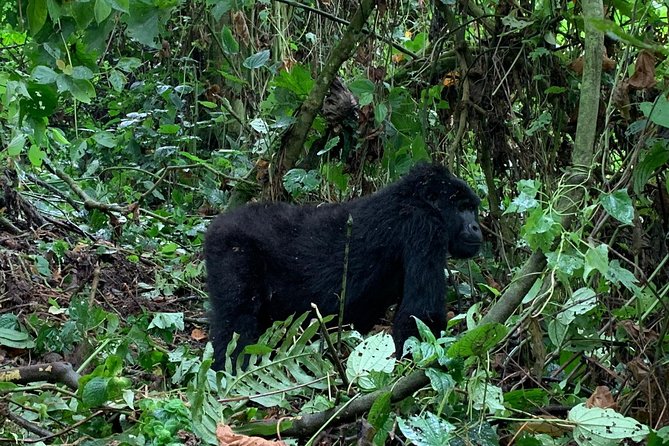 3 Day Gorilla Trek at Bwindi National Park via Kigali - What the $1,940 price really covers