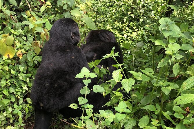 3 Day Gorilla Trek at Bwindi National Park via Kigali - Day 2: meeting the gorillas in Bwindi