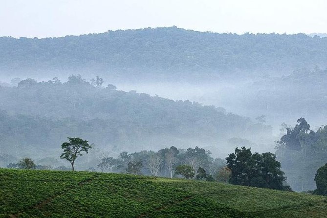 3-Day Tour to Uganda - Gorilla Trekking Bwindi Forest - Why this three-day Uganda trip is worth considering