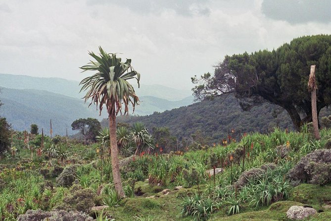 3 Days Bale Mountains Trekking - Key points to know before you book