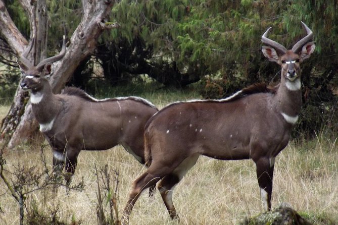 3 Days Bale Mountains Trekking - Why Bale Mountains is worth three days