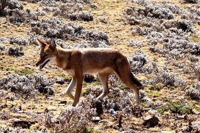3 Days Bale Mountains Trekking - Day 3: One last hike before Addis Ababa
