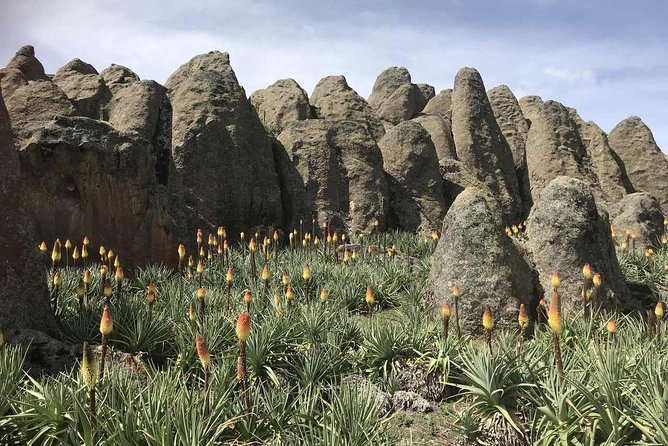 3 Days Bale Mountains Trekking - The guide and group experience