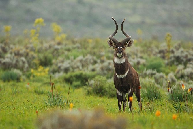 3 Days Bale Mountains Trekking - Timing, flights, and the tight schedule