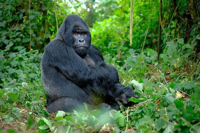 3 Days gorilla trekking Safari tour in Uganda - Why the gorilla encounter is worth the long road