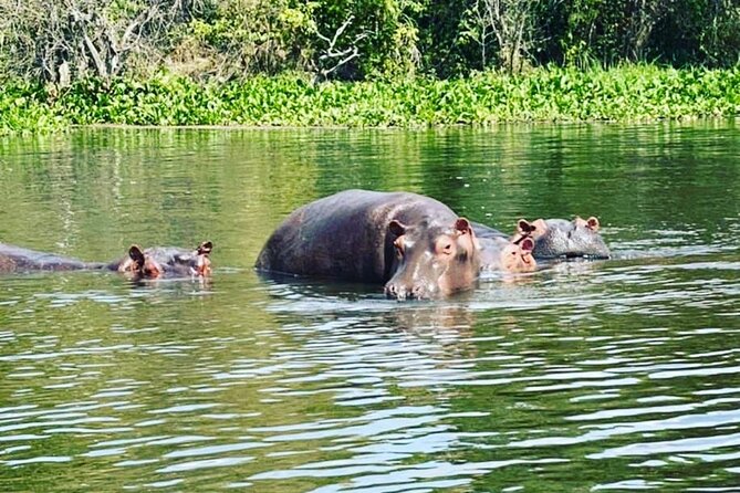 3 Days gorilla trekking Safari tour in Uganda - Day two: an early start and a serious forest hike