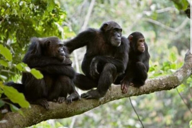 3 Days gorilla trekking Safari tour in Uganda - Lake Bunyonyi brings a gentler contrast