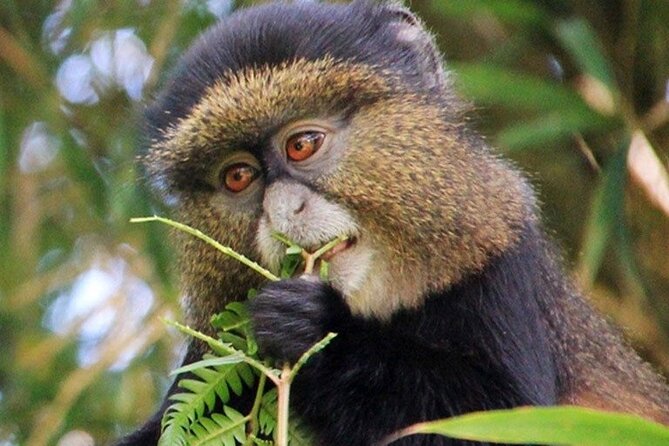 3 Days gorilla trekking Safari tour in Uganda - The private format and the guides