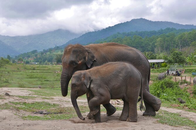 3-in-1: Doi Inthanon Tour, Elephant Sanctuary, and Trekking Trail - What the $48.64 price really buys you