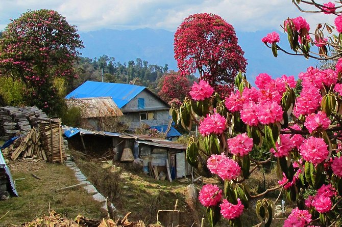 4-Day Private Poon Hill Trekking Tour - Day 4: A final sunrise and return toward Pokhara