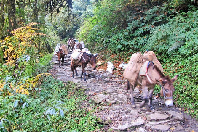 4-Day Private Poon Hill Trekking Tour - The value of $359 per person