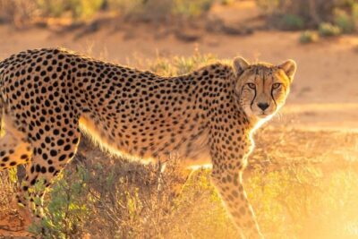 4 days Best experience Kilimanjaro Hike, Serengeti &Ngorongoro