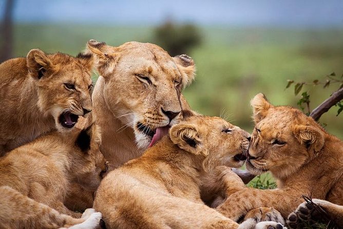 4 days Best experience Kilimanjaro Hike, Serengeti &Ngorongoro - The long road to Serengeti National Park