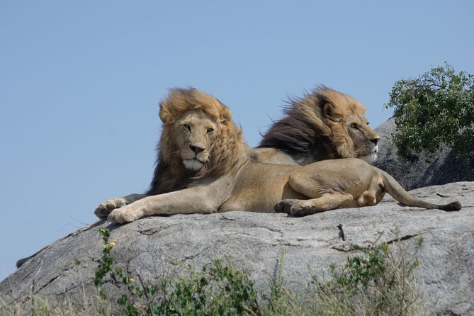 4 days Best experience Kilimanjaro Hike, Serengeti &Ngorongoro - The Seronera morning and the move to Ngorongoro