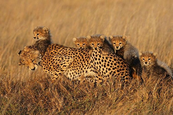 4 days Best experience Kilimanjaro Hike, Serengeti &Ngorongoro - Inside Ngorongoro Crater on the final day