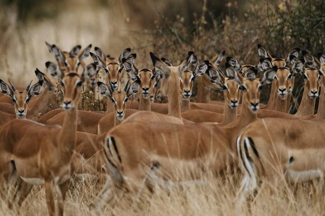4 days Best experience Kilimanjaro Hike, Serengeti &Ngorongoro - Guides, communication, and service