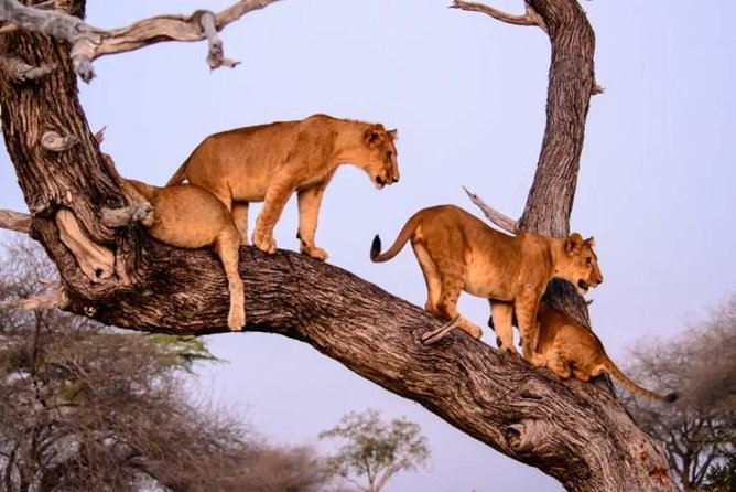 4 days Best experience Kilimanjaro Hike, Serengeti &Ngorongoro - What the included meals and camping mean