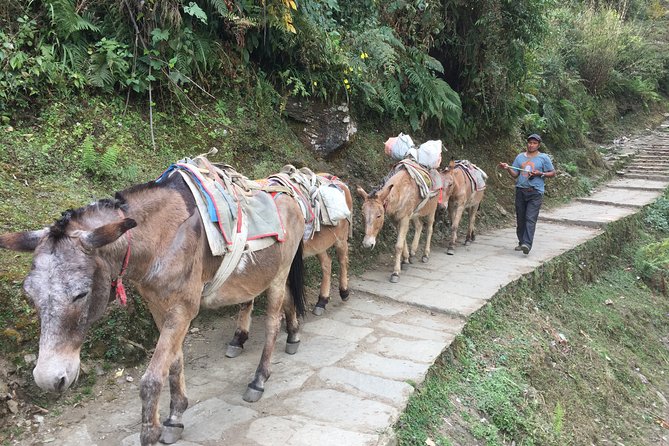 4 Days Poon Hill Trek - What the private guide changes