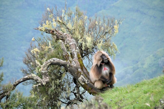 5-Day Northern Ethiopia Tour : 3D Simien Mountains Trek & Axum. - Key points to know before booking