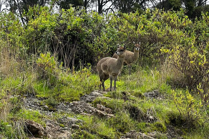 5-Day Northern Ethiopia Tour : 3D Simien Mountains Trek & Axum. - Day four: Wazla River, Jinbar Falls, and Geech