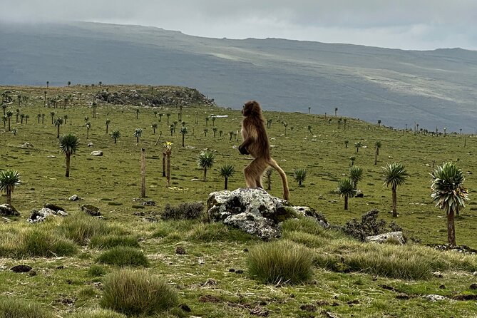 5-Day Northern Ethiopia Tour : 3D Simien Mountains Trek & Axum. - What the $471.80 price covers