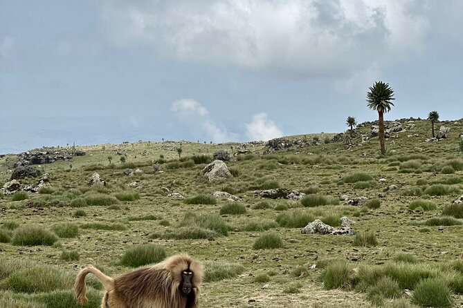 5-Day Northern Ethiopia Tour : 3D Simien Mountains Trek & Axum. - Who should book this trip