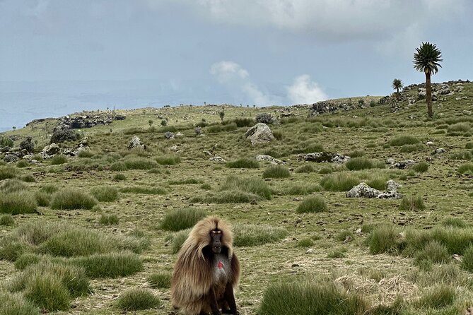 5-Day Northern Ethiopia Tour : 3D Simien Mountains Trek & Axum. - Day two: the road through Shire