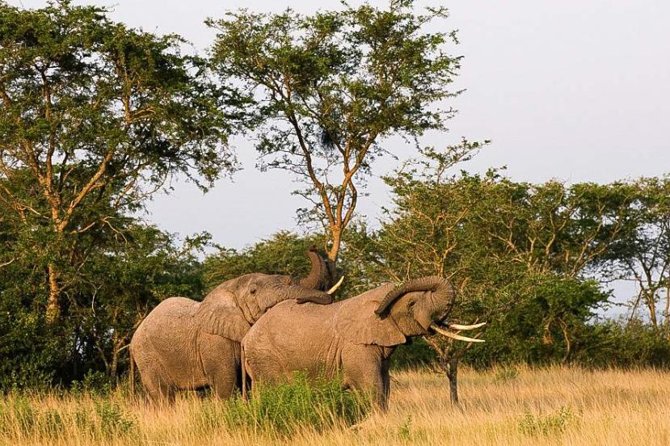 5-Day Pearl of Africa Chimps and Gorilla Trekking Safari - Why this five-day Uganda route works